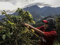 Un recolector en Ciudad Bolívar. Colombia es el tercer productor del grano en el mundo. AFP/J. Sarmiento