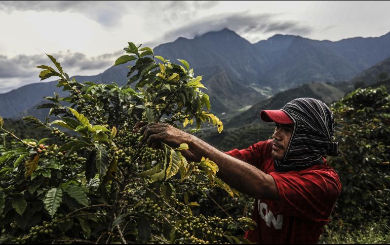 Un recolector en Ciudad Bolívar. Colombia es el tercer productor del grano en el mundo. AFP/J. Sarmiento