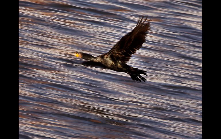 Un cormorán vuela sobre el río Main de Fráncfort, Alemania. AP/M. Probst