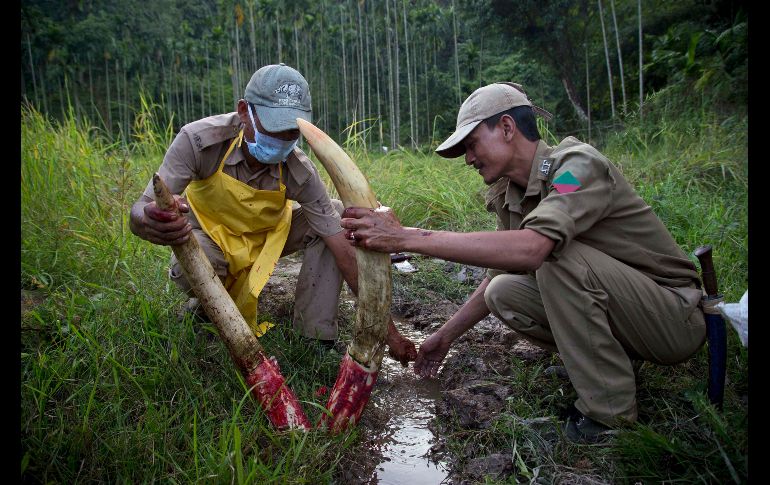 Oficiales forestales en Gauhati, India, limpian colmillos de un animal salvaje que murió debido a una intoxicación. AP/A. Nath
