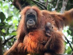 Descubren una nueva especie de orangután en Indonesia