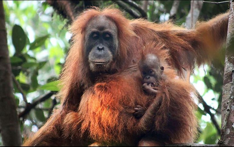 La nueva especie ha sido nombrada como 