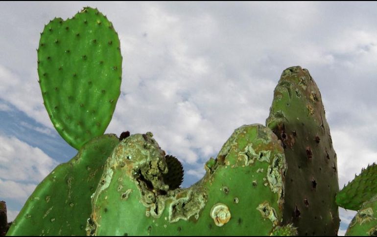 Según el legislador, el cultivo del nopal y su industrialización tienen el potencial de contribuir al sector alimenticio y reactivar la economía rural. NTX / ARCHIVO