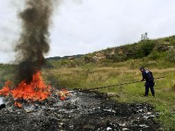 Los 12 plantíos abarcaban una superficie de más de 198 mil metro cuadrados. EL INFORMADOR/ ARCHIVO