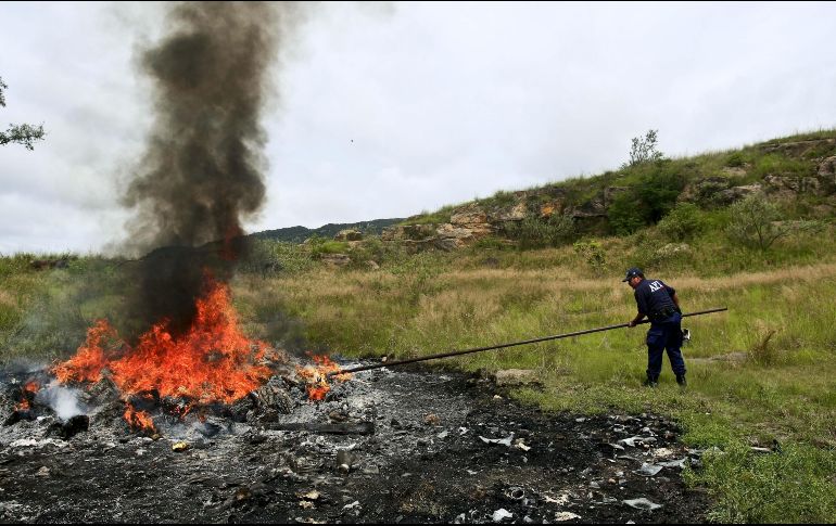 Los 12 plantíos abarcaban una superficie de más de 198 mil metro cuadrados. EL INFORMADOR/ ARCHIVO