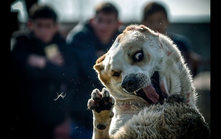 Dos perros lobos pelean en un estadio de Biskek, Kirguistán. Criadores locales organizan las peleas de perros con el fin de mejorar la raza pastor de Asia Central. AFP/V. Osekedko