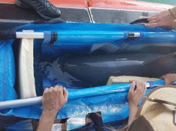 La vaquita fue trasladada a un redil flotante semanas después de que los investigadores liberaron a una cría que era demasiado joven para sobrevivir sin su madre a finales de octubre. TWITTER / @RafaelPacchiano