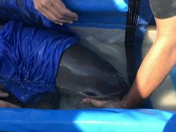 Los veterinarios de mamíferos marinos notaron que su condición comenzó a deteriorarse por lo que decidieron liberarlo, pero no tuvieron éxito. TWITTER / @RafaelPacchiano