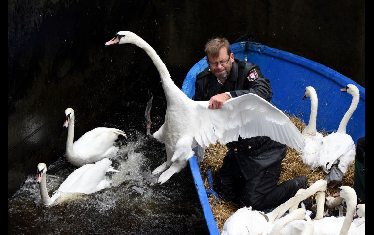 Olaf Niess atrapa un cisne como parte del traslado de las aves a su recinto invernal en el río Alster de Hamburgo, en Alemania. AP/DPA/D. Bockwoldt