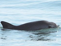 Hasta el momento han realizado 35 avistamientos de estos animales. EFE/ARCHIVO