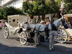 El próximo lunes habrá una mesa de diálogo entre los calandrieros. EL INFORMADOR / R. Bobadilla