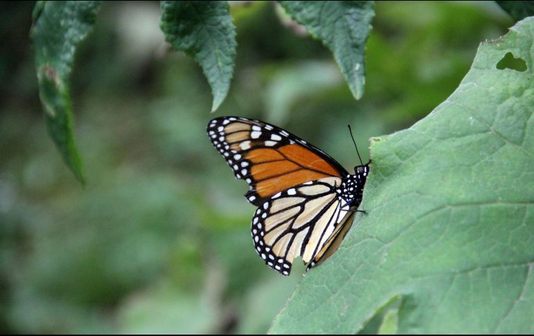 El insecto encuentra refugio en los bosques de oyamel y pino, donde los árboles la protegen del viento y generan condiciones de temperatura y humedad adecuadas para pasar el invierno. NTX / ARCHIVO