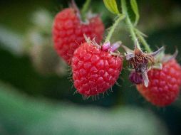 Jalisco es el primer lugar nacional en producción de arándano y frambuesa. TWITTER/@JaliscoSEDER