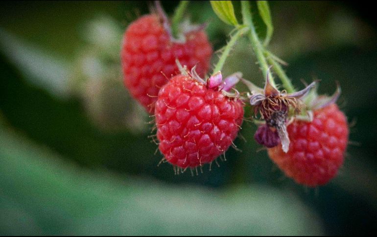 Jalisco es el primer lugar nacional en producción de arándano y frambuesa. TWITTER/@JaliscoSEDER
