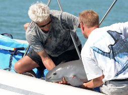 El equipo de Vaquita CPR y un panel de revisión independiente revisarán los resultados de las operaciones de campo. AFP/