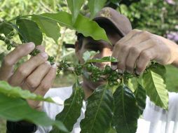 Las exportaciones guatemaltecas de café han bajado de seis millones de sacos a 4.2 millones. EL INFORMADOR/Archivo