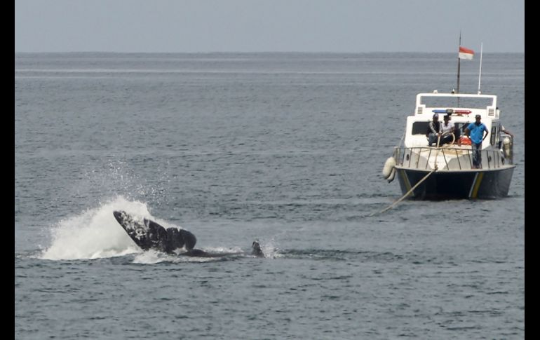 Oficiales de la Agencia de Conservación Nacional intentan jalar un ejemplar.
