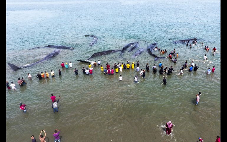 Al menos nueve ballenas quedaron varadas en la playa Ujong Kareng.