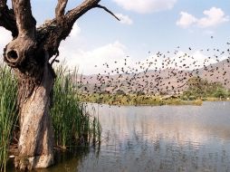En la laguna de Zapotlán se aplica una estrategia de control integral del lirio acuático a través de la extracción mecánica y control biológico. EL INFORMADOR/Archivo