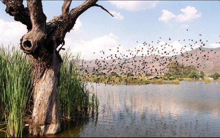 En la laguna de Zapotlán se aplica una estrategia de control integral del lirio acuático a través de la extracción mecánica y control biológico. EL INFORMADOR/Archivo