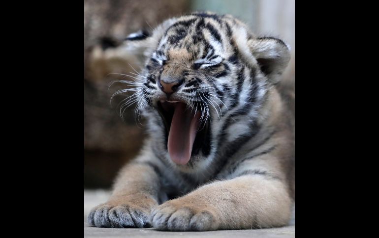 Un tigre malayo bosteza en su recinto del zoológico en Praga, República Checa. Dos crías de esta especie en peligro nacieron el pasado 3 de octubre. AP/P. Josek