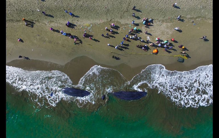 Pobladores observan dos ballenas muertas en la playa Aceh Besar, Indonesia. Cuatro cetáceos varados han muerto a pesar de los esfuerzos para devolverlos al mar. AFP/C. Mahyuddin