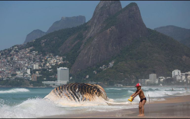 El animal medía entre 13 y 15 metros y pesaba cerca de 30 toneladas. AP/S. Izquierdo