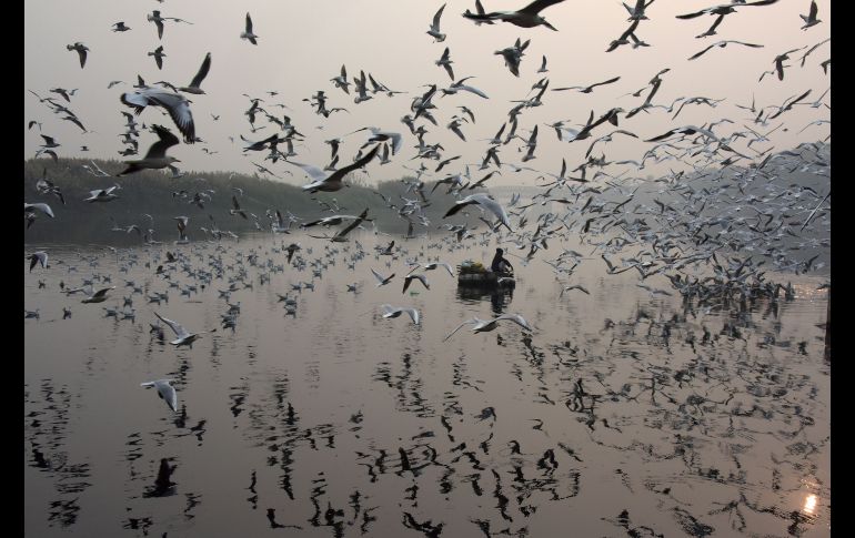 Un hombre alimenta gaviotas en el río Yamuna de Nueva Delhi, India. AFP/D. Faget
