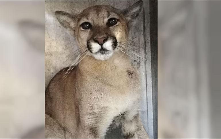 Se cree que por la ubicación del municipio, el animal bajó a la zona urbana para buscar alimento. ESPECIAL/ Policía de Tlajomulco de Zúñiga