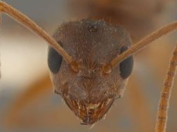 Las células fúngicas invaden las fibras musculares de la hormiga, no el cerebro, creando una especie de esqueleto dentro de ella. AP / ARCHIVO