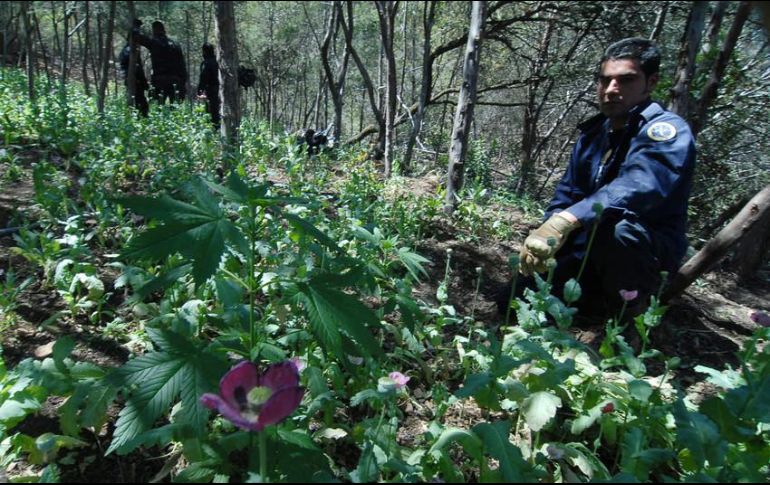 En los lugares se recaban muestras representativas, que son puestas a disposición del Ministerio Público de la Federación. NTX / ARCHIVO