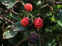 Estas frutillas se han incorporado a la producción agroindustrial y a la gastronomía en mermeladas, aderezos y vinos. NTX/ARCHIVO