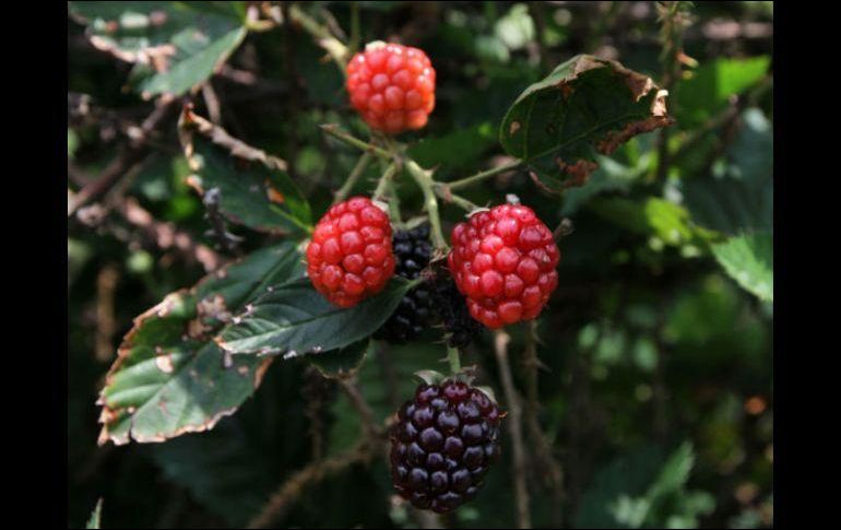 Estas frutillas se han incorporado a la producción agroindustrial y a la gastronomía en mermeladas, aderezos y vinos. NTX/ARCHIVO