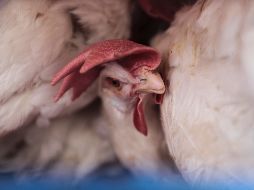 Corea del Sur, que decidió elevar hoy al máximo su nivel de alerta por gripe aviar, ha detectado varios brotes desde el año pasado. EL INFORMADOR/ARCHIVO