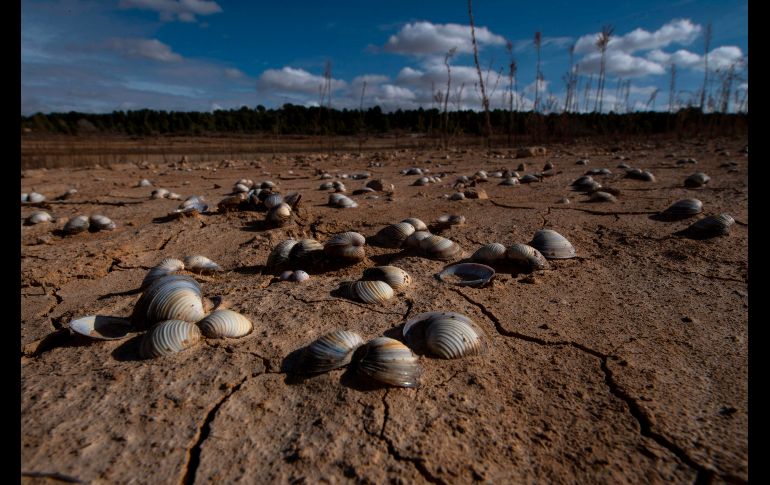 España y Portugal enfrentan una devastadora sequía que ha dejado a los ríos casi secos, incendios forestales mortales y cultivos devastados, y los expertos advierten que los períodos prolongados de sequía serán más frecuentes. AFP / P. Marcou