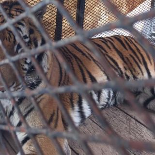 La Profepa asegura dos tigres de bengala en Guanajuato