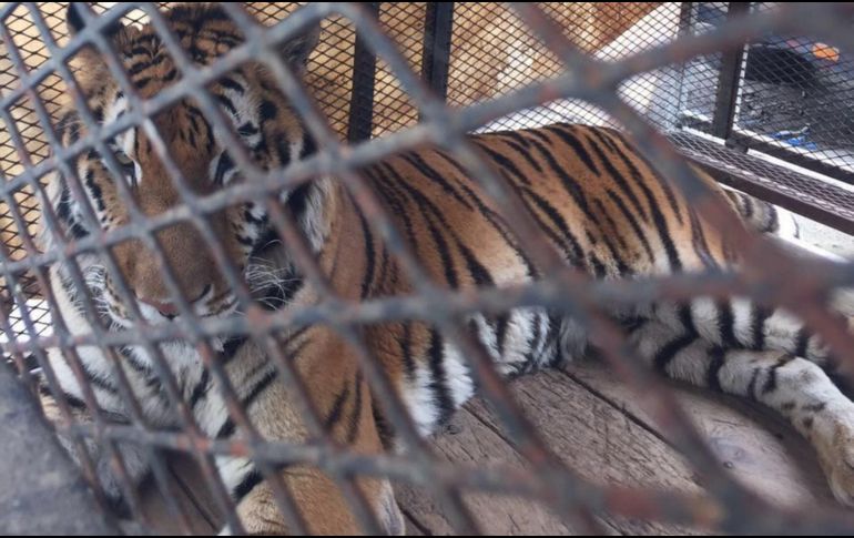 La multa puede ir de 50 a 50 mil Unidades de Medida y Actualización. El valor actual de la UMA es de $ 75.49 diarios. NTX/ ESPECIAL