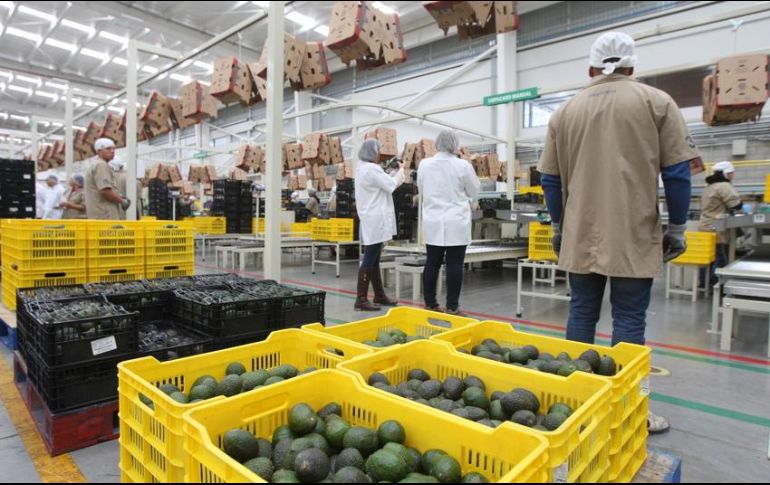 De enero a agosto del presente año, las exportaciones realizadas por todos los sectores sumaron un total de 33 mil 742 millones de dólares. EL INFORMADOR/ARCHIVO