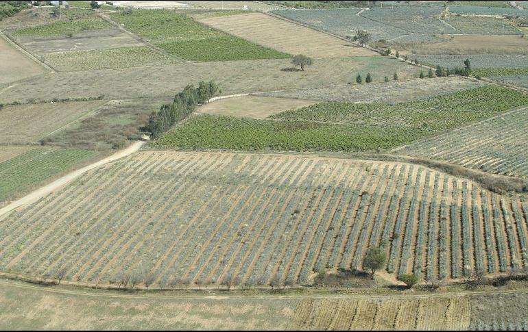 Este año se registró un superávit de cuatro mil 199 millones de dólares en el sector. EL INFORMADOR/Archivo