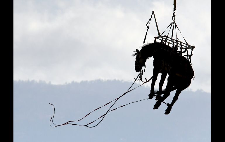 Un helicóptero del Departamento de bomberos de Los Ángeles traslada a un caballo rescatado de un rancho en la ciudad estadounidense de Apple Valley. AP/The Daily Press/J. Quigg