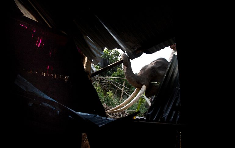 Según las autoridades, los asentamientos ilegales provocan que los animales se desplacen en busca de alimento. AP/ A. Nath