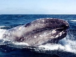 Existe una ley federal de protección que busca la tranquilidad de estos enormes animales para que jueguen y alimenten libremente a sus crías. SUN / ARCHIVO