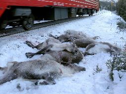 Renos arrollados se ven junto a un tren en Mosjoen, en una captura de video del 25 de noviembre. AP/NTB SCANPIX/J. Erling Utsi