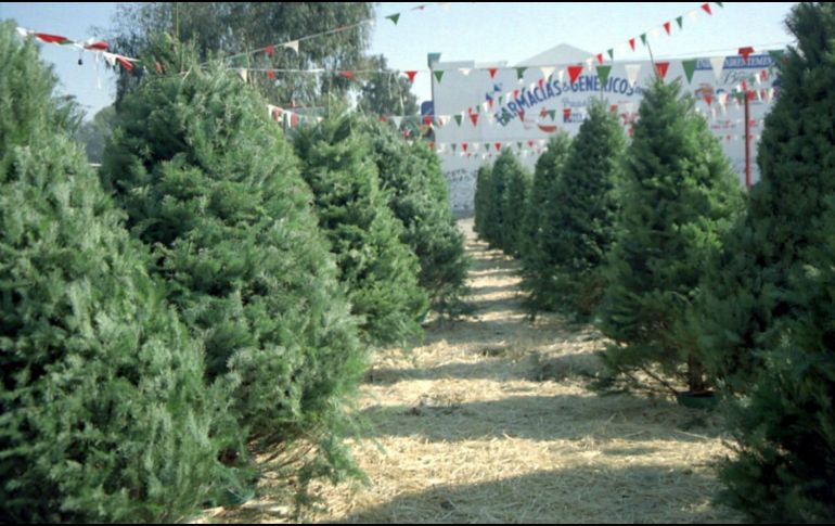 Los precios de los árboles mexicanos varían entre 250 y mil pesos. NOTIMEX/Archivo