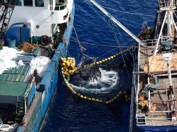 Estados Unidos y México se enfrentan desde hace 25 años por las condiciones del uso del etiquetado “Dolphin safe”. AFP/Archivo