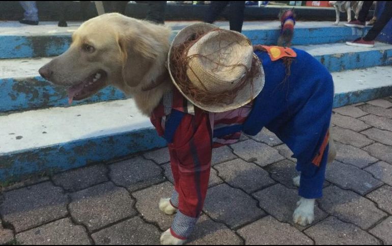 “Cuando el animal pasa todo el tiempo con los dueños, puede sufrir ansiedad por separación que se manifiesta con ataques de pánico que lo motivan a destruir objetos, vocalizar y defecar dentro de la casa” explica el veterinario. NTX/ARCHIVO