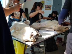 Este domingo realizan una campaña de esterilización masiva, en la que esperan atender a 600 animales. EL INFORMADOR / E. Mondragón