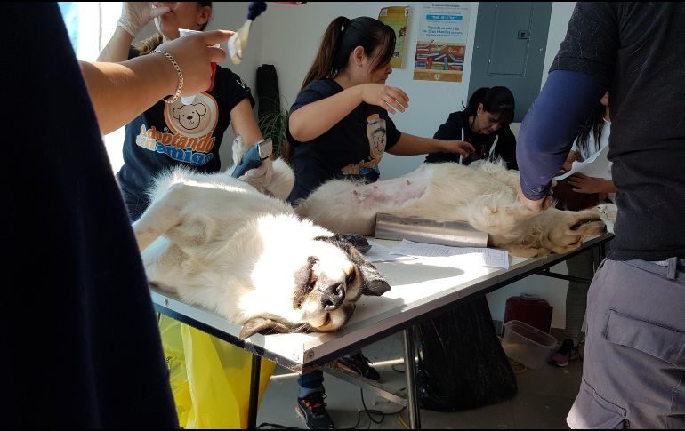 Este domingo realizan una campaña de esterilización masiva, en la que esperan atender a 600 animales. EL INFORMADOR / E. Mondragón