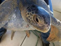 Las principales amenazas que enfrentan las tortugas marinas son el deterioro y degradación de sus playas de anidación. TWITTER / @PROFEPA_Mx