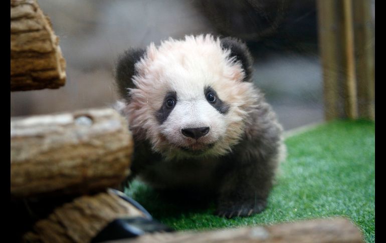 Una cría de oso panda juega en la ceremonia en la que fue bautizada con el nombre de 